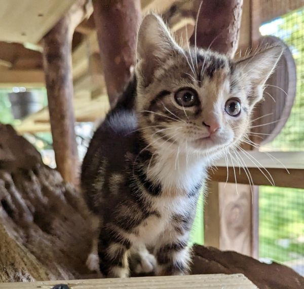 Pancake : Fluffy