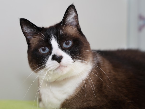 Lilly, an adoptable Snowshoe in Portland, OR, 97211 | Photo Image 1