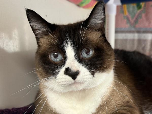 Lilly, an adoptable Snowshoe in Portland, OR, 97211 | Photo Image 2