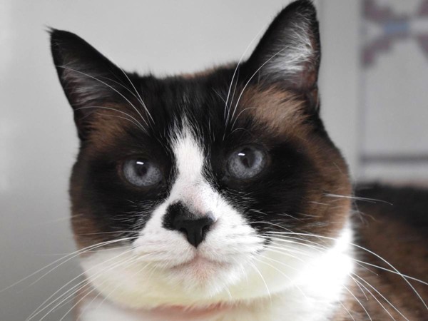 Lilly, an adoptable Snowshoe in Portland, OR, 97211 | Photo Image 3