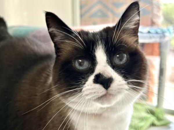 Lilly, an adoptable Snowshoe in Portland, OR, 97211 | Photo Image 4
