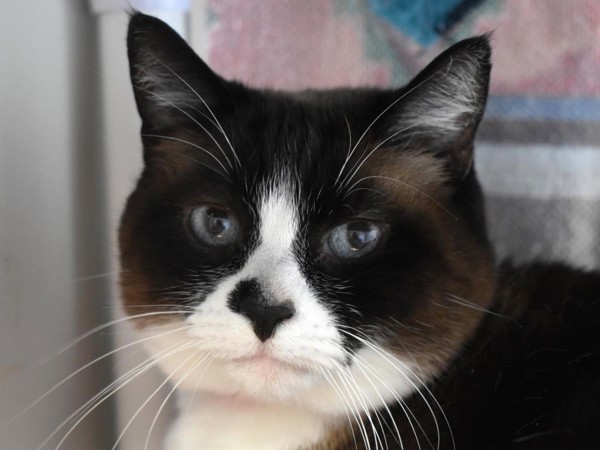 Lilly, an adoptable Snowshoe in Portland, OR, 97211 | Photo Image 5