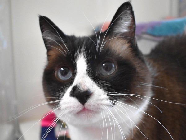 Lilly, an adoptable Snowshoe in Portland, OR, 97211 | Photo Image 6