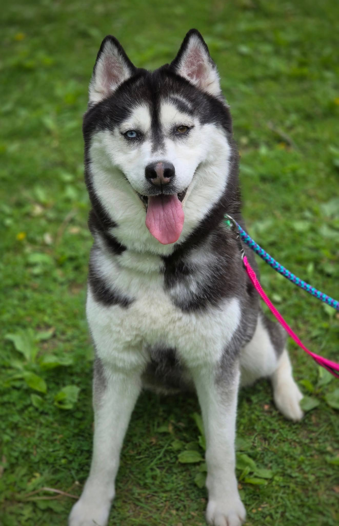 Lila