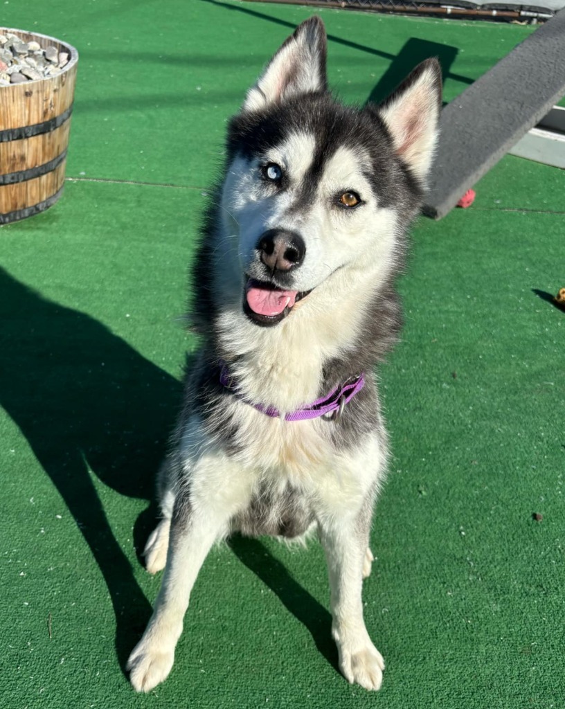 Lila