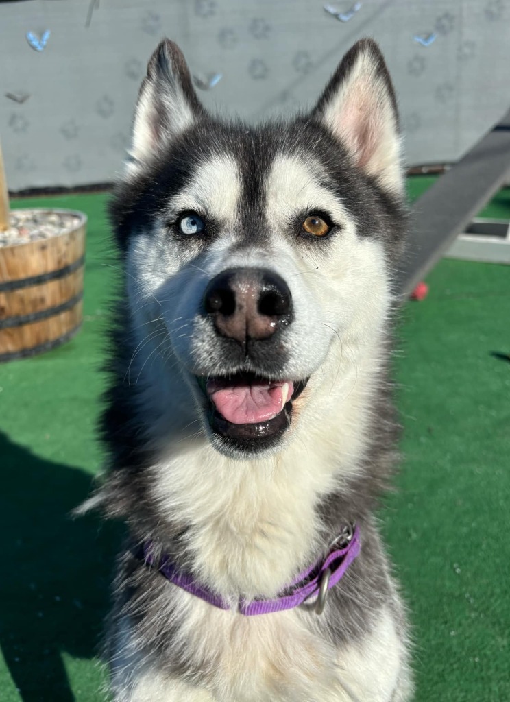 Lila
