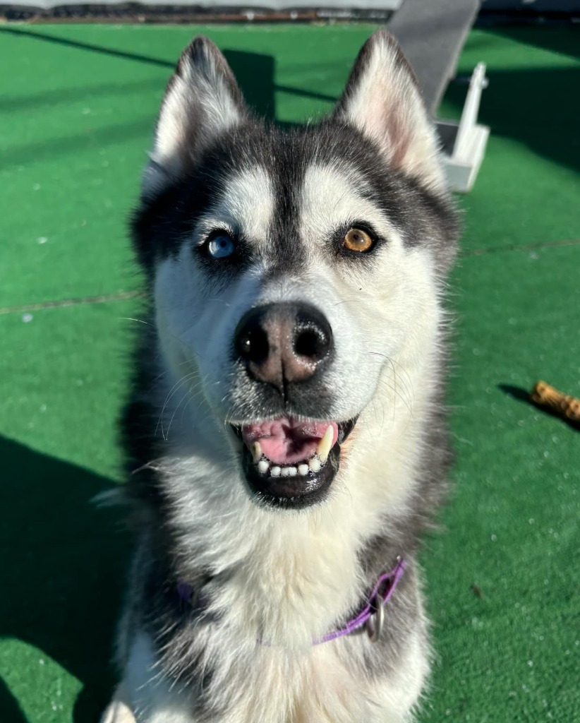 Lila