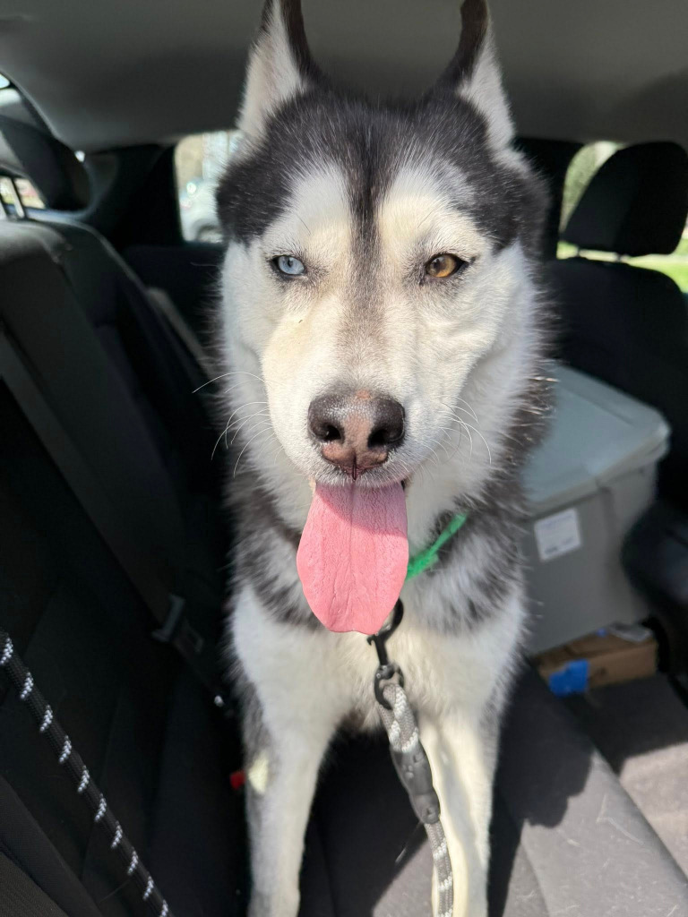 Lila