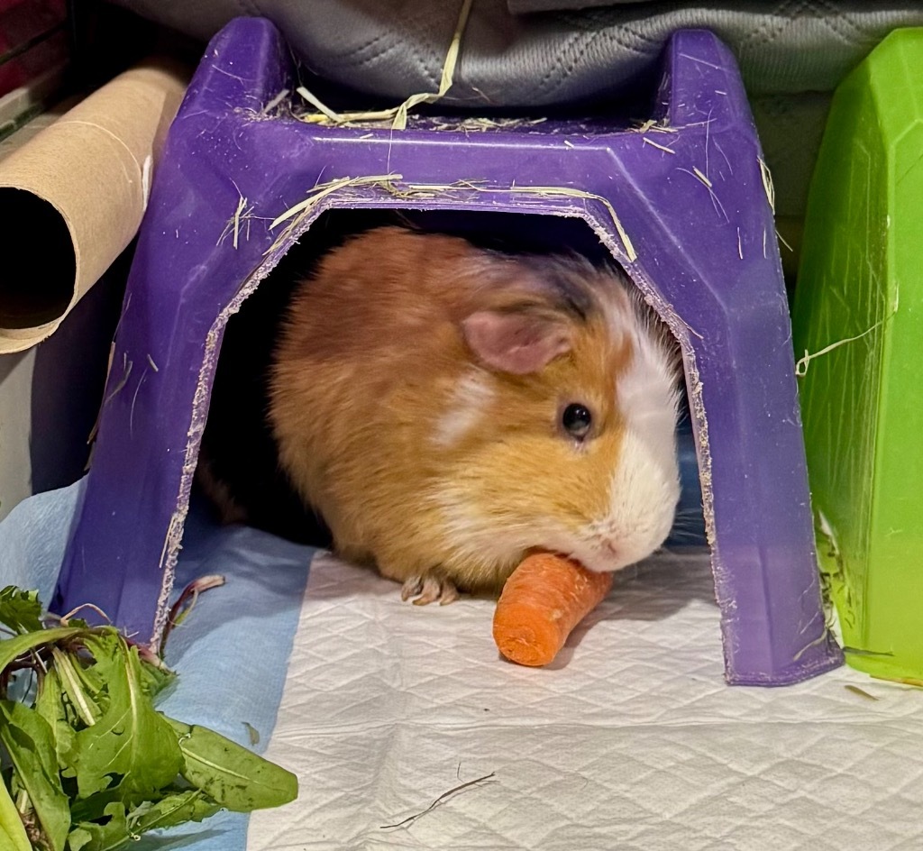 Toffee