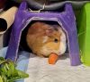 Toffee photo 1