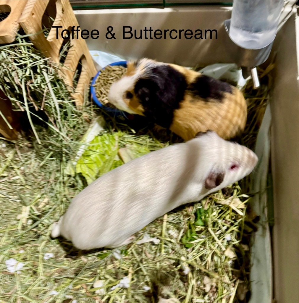 Toffee