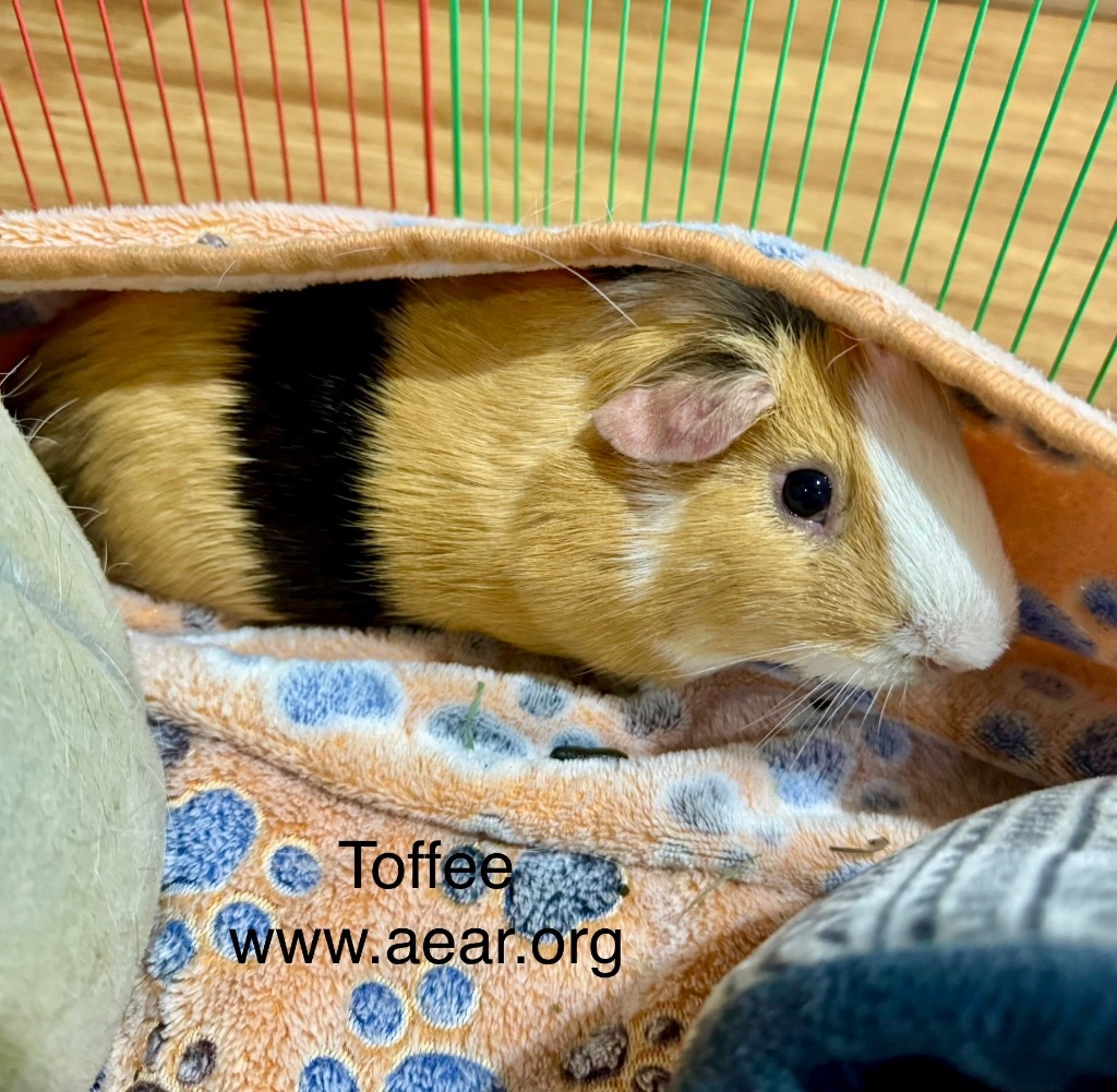 Toffee