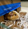 Toffee photo 5