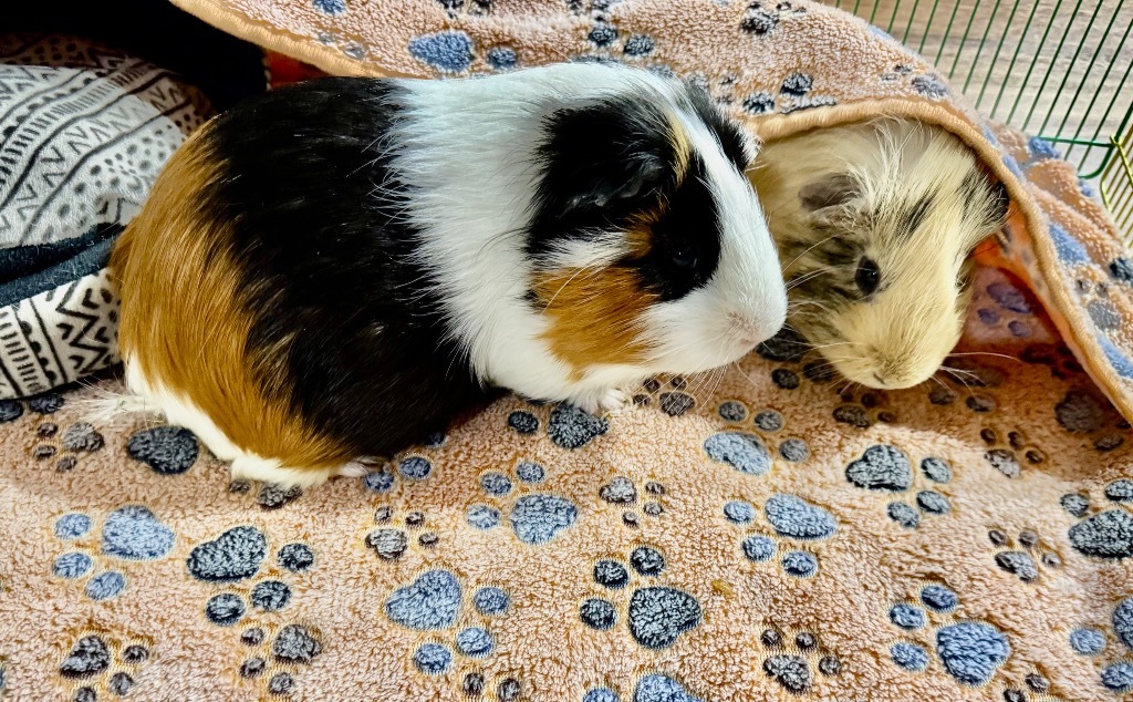Twix