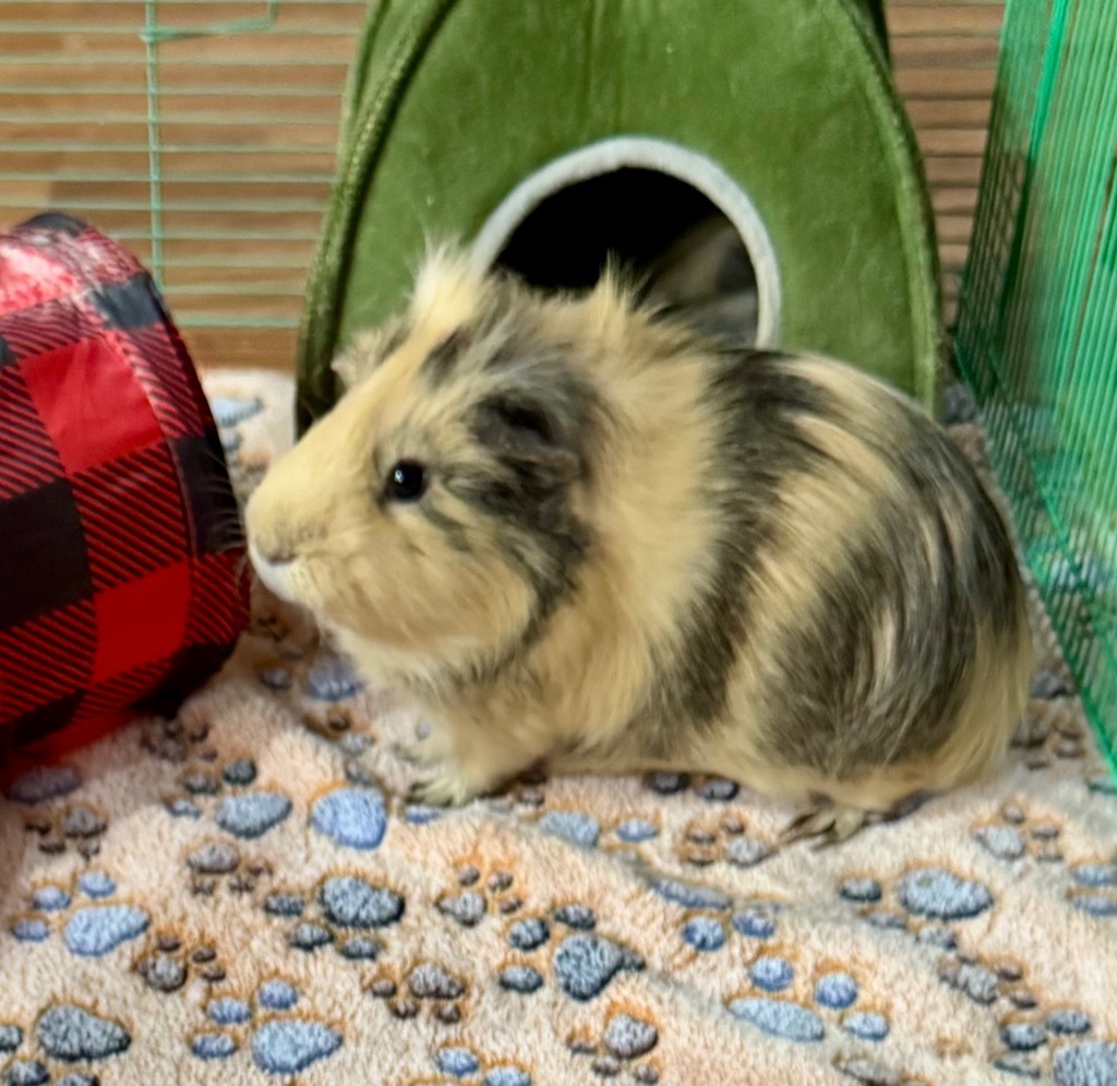 Twix