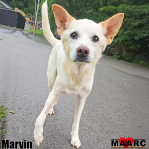 Meet Marvin The Intrepid Survivor When Marvin first arrived at the shelter he was barely more tha