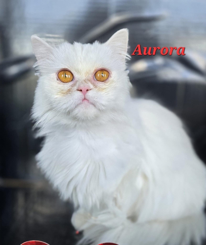 Aurora, an adoptable Persian in San Jacinto, CA, 92583 | Photo Image 1