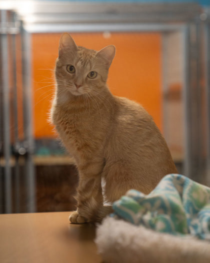 Polaris (PoePoe), an adoptable Domestic Short Hair in Pequot Lakes, MN, 56472 | Photo Image 1