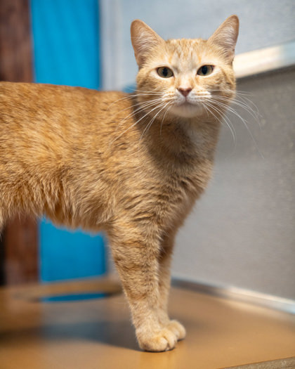 Polaris (PoePoe), an adoptable Domestic Short Hair in Pequot Lakes, MN, 56472 | Photo Image 2