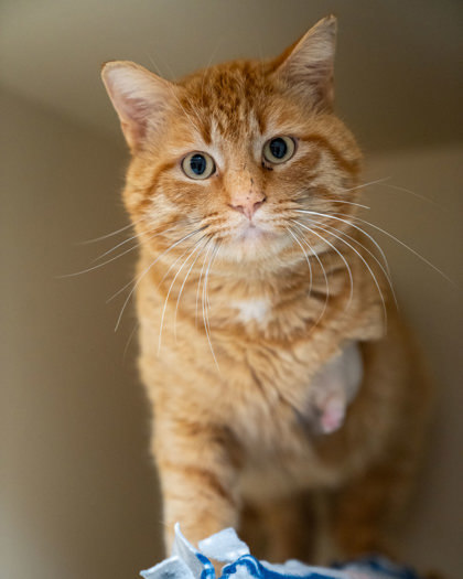 Gideon