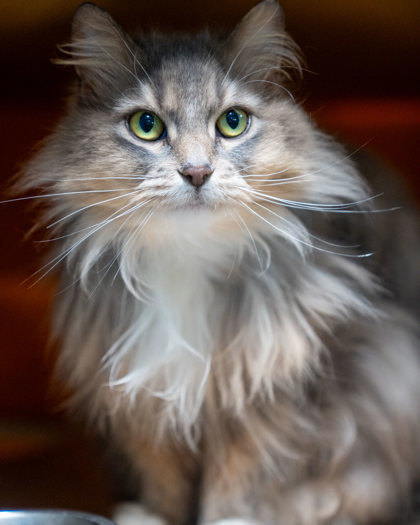 MacKenna, an adoptable Domestic Medium Hair, Domestic Short Hair in Pequot Lakes, MN, 56472 | Photo Image 1
