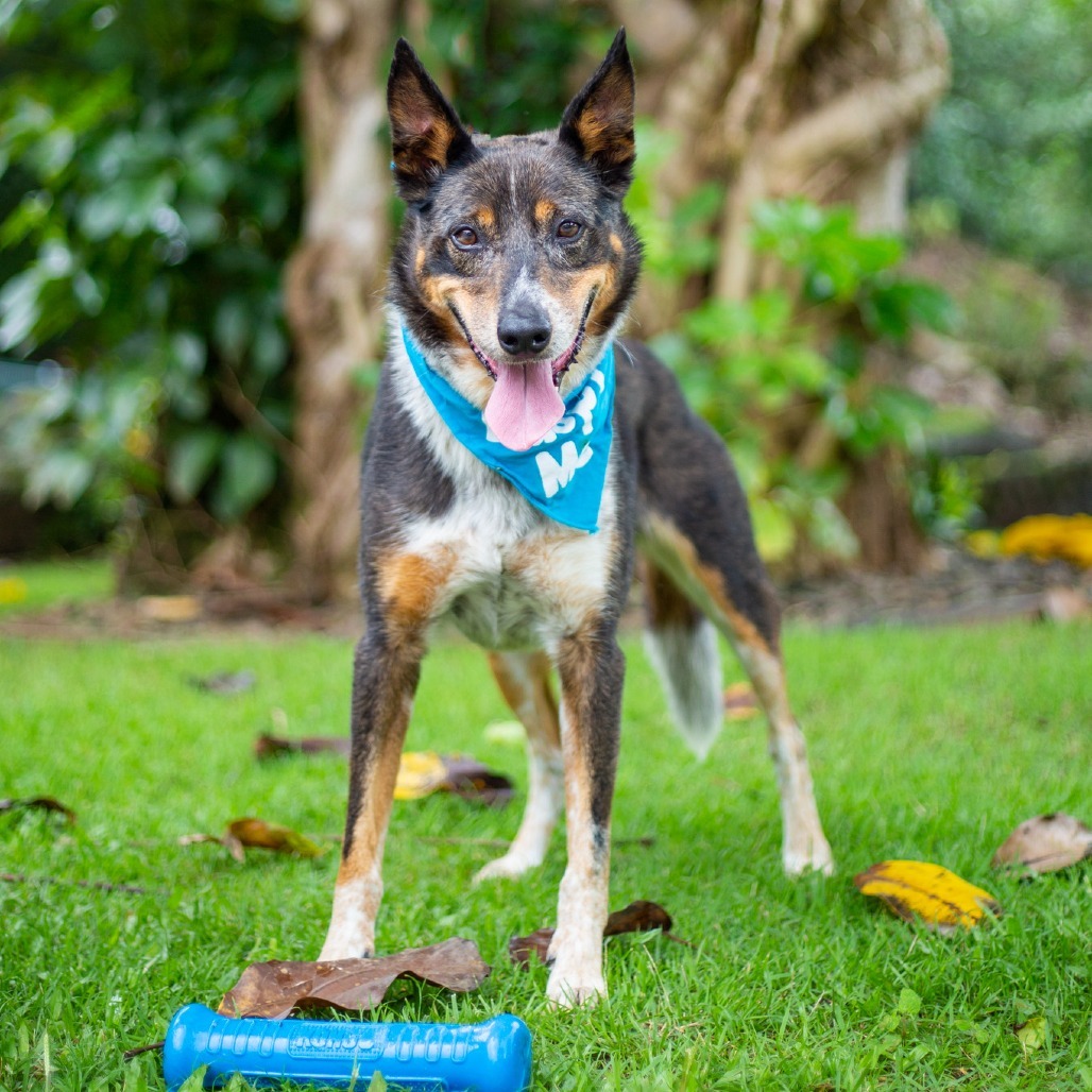 Kolu, an adoptable Mixed Breed in Kailua Kona, HI, 96740 | Photo Image 1