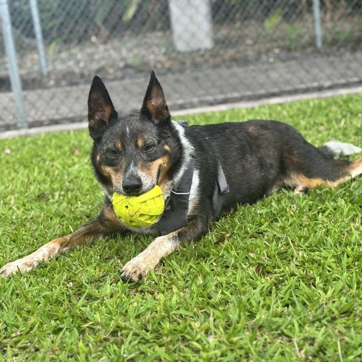 Kolu, an adoptable Mixed Breed in Kailua Kona, HI, 96740 | Photo Image 5