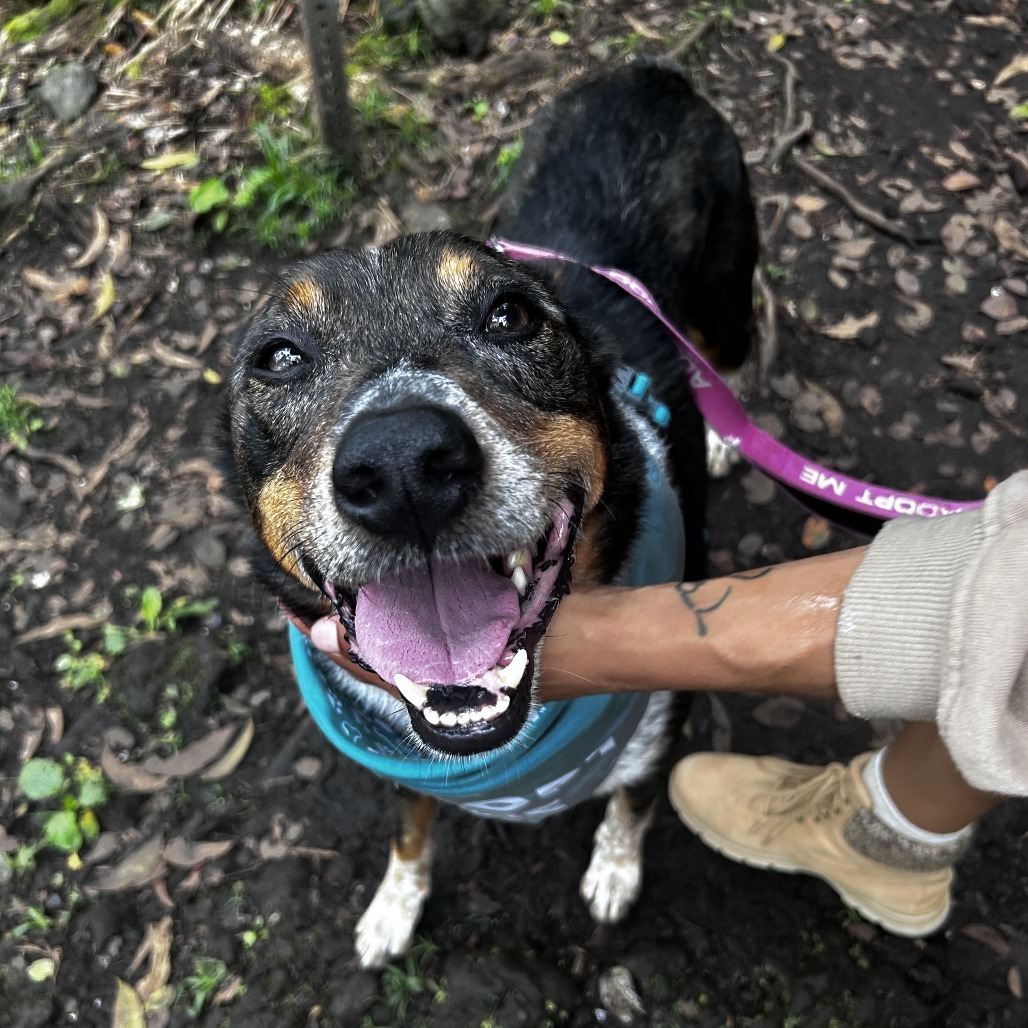 Kolu, an adoptable Mixed Breed in Kailua Kona, HI, 96740 | Photo Image 6