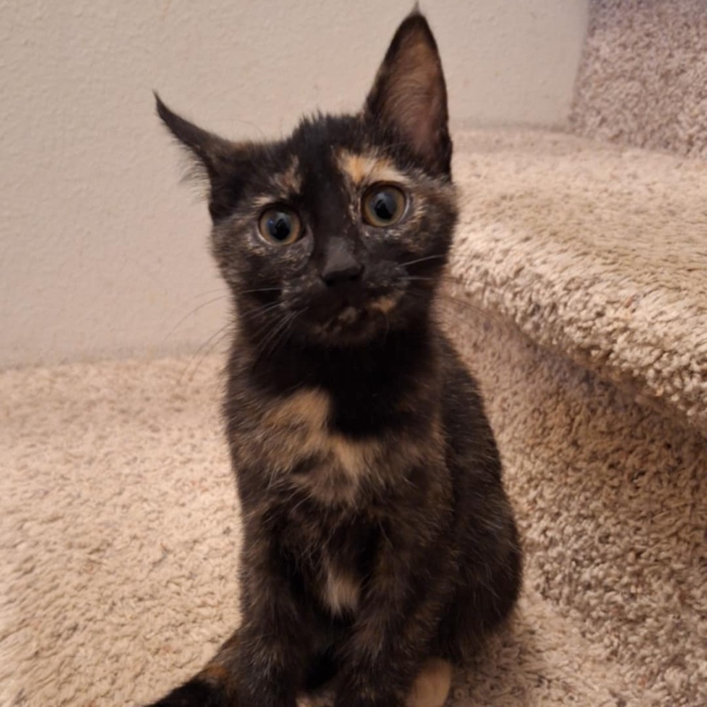 Vanellope von Schweets, an adoptable Domestic Short Hair in Bismarck, ND, 58507 | Photo Image 1
