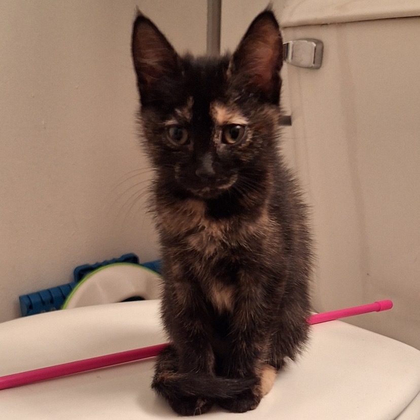 Vanellope von Schweets, an adoptable Domestic Short Hair in Bismarck, ND, 58507 | Photo Image 2