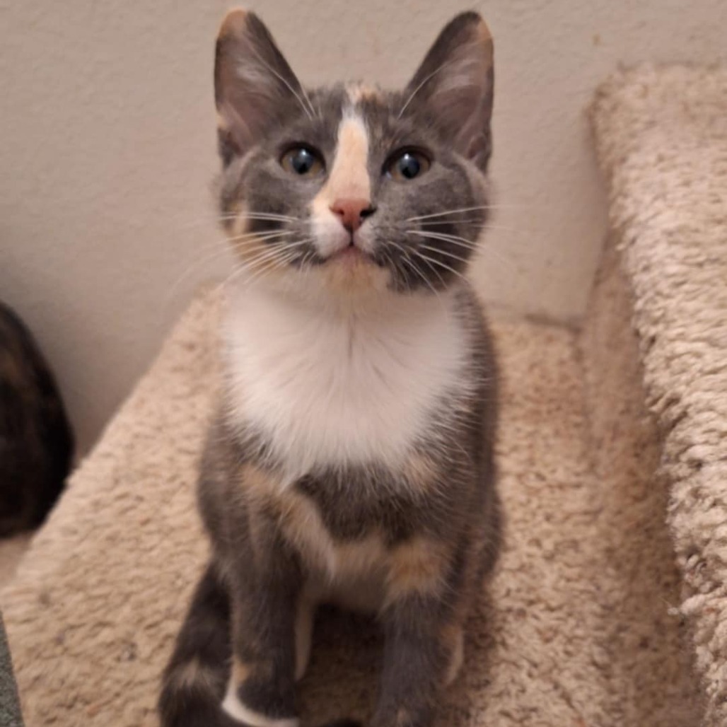 Valerie, an adoptable Domestic Short Hair in Bismarck, ND, 58507 | Photo Image 1