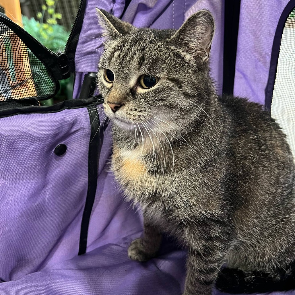 Merry Lee, an adoptable Domestic Short Hair in Bismarck, ND, 58507 | Photo Image 1