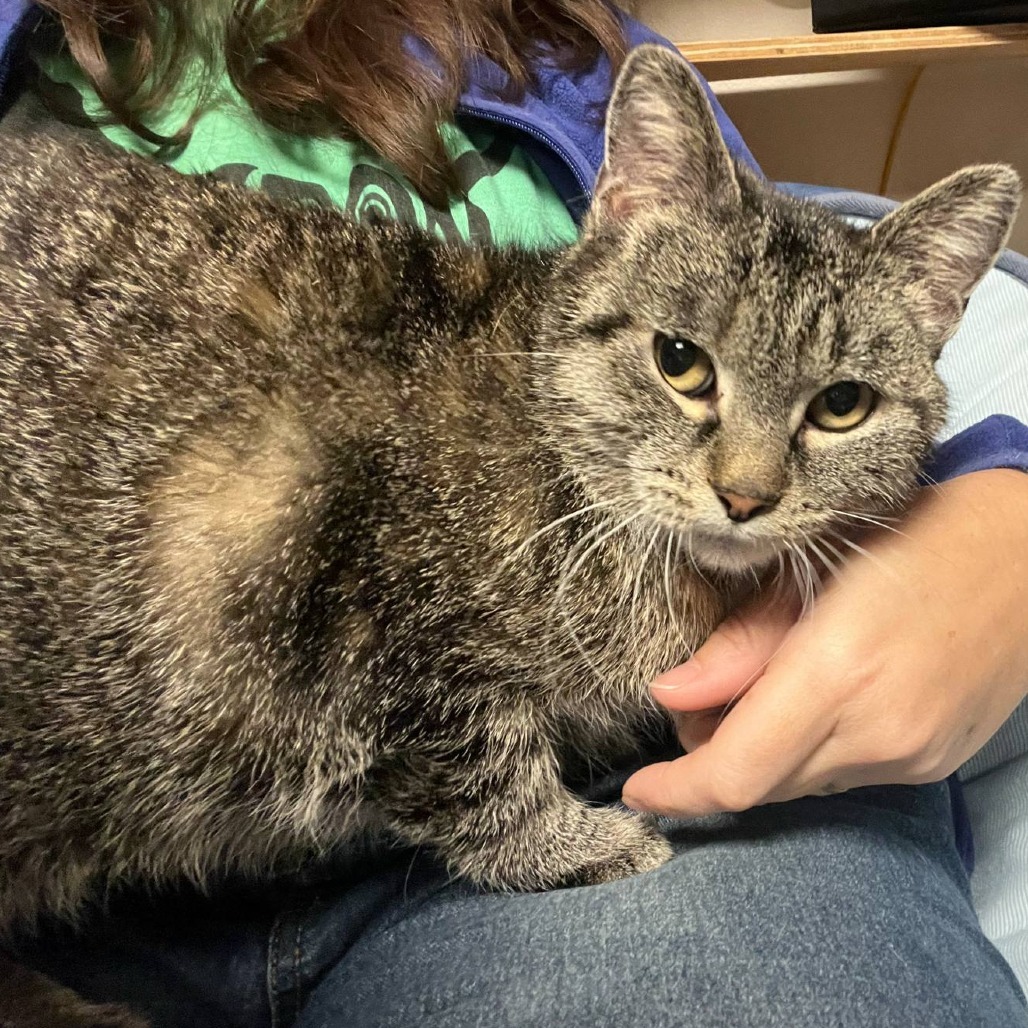 Merry Lee, an adoptable Domestic Short Hair in Bismarck, ND, 58507 | Photo Image 2