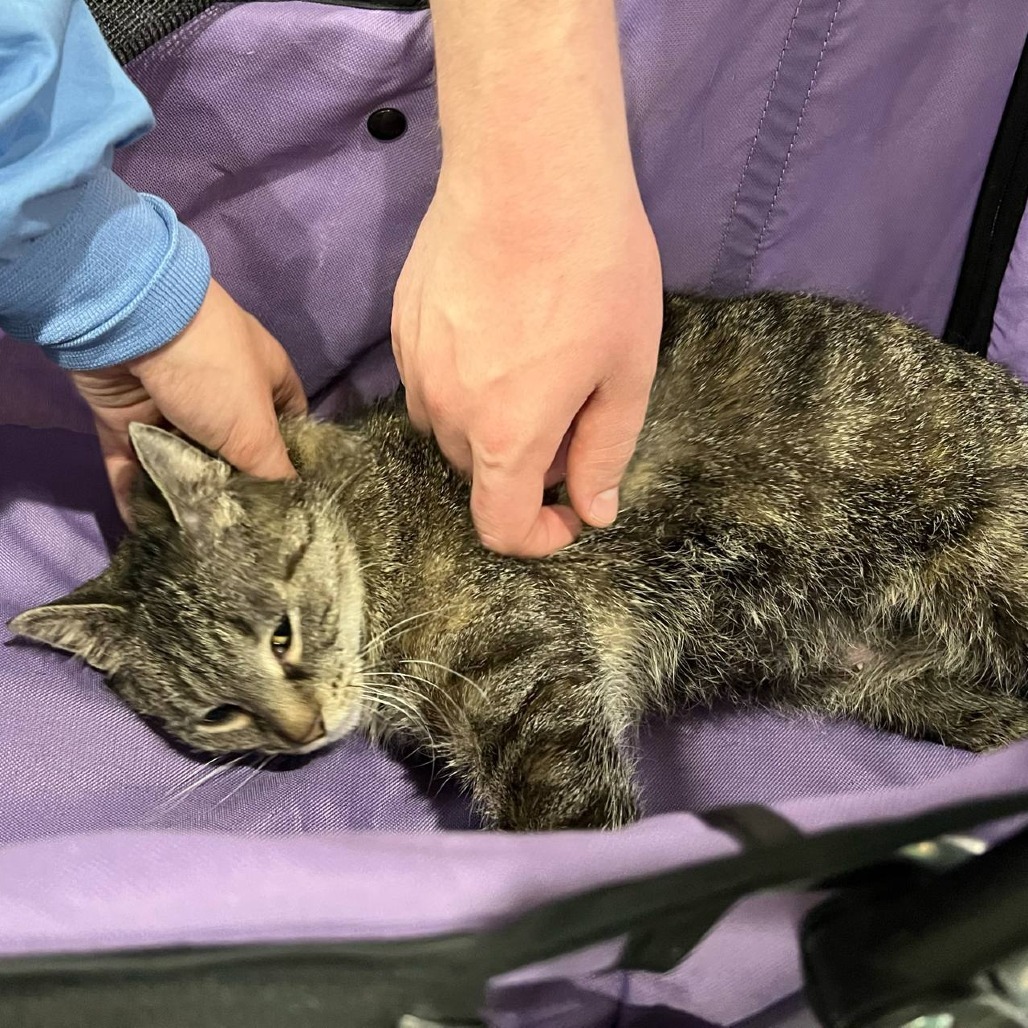 Merry Lee, an adoptable Domestic Short Hair in Bismarck, ND, 58507 | Photo Image 3