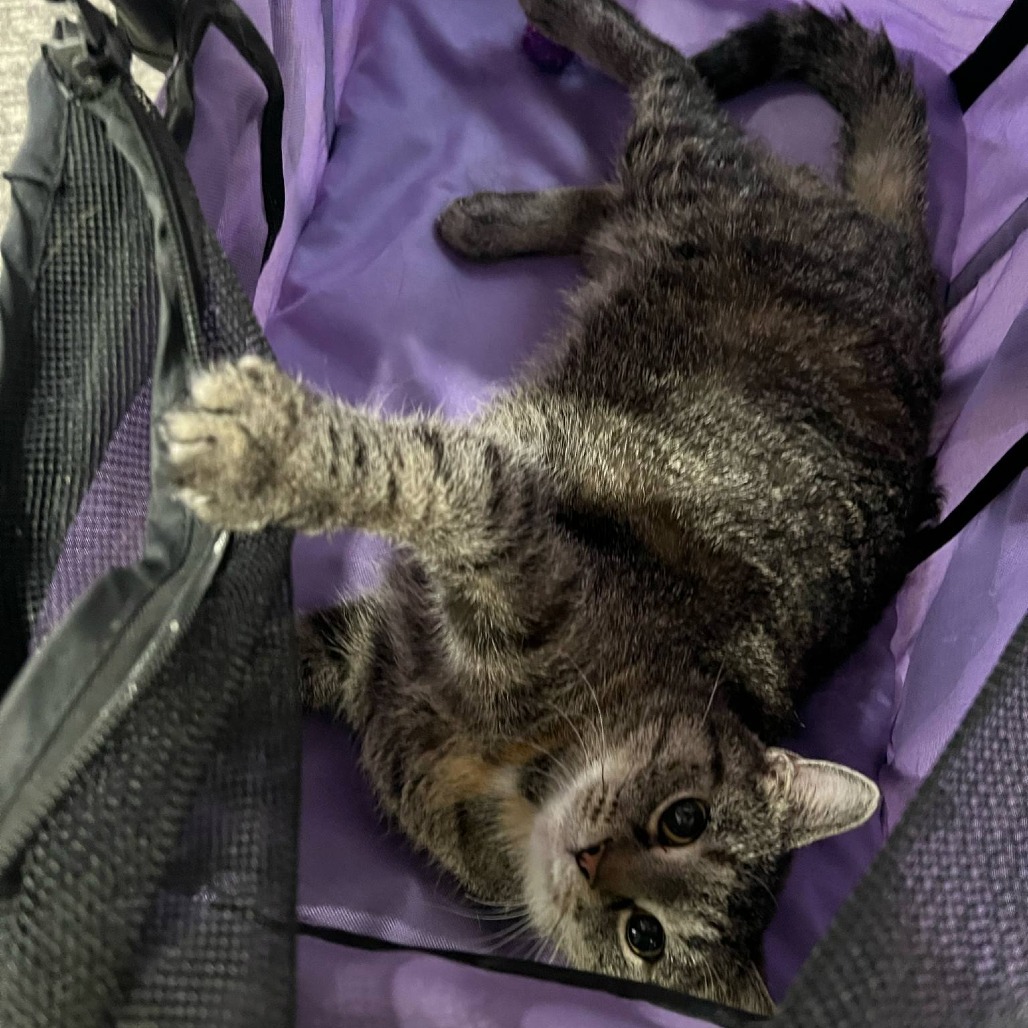 Merry Lee, an adoptable Domestic Short Hair in Bismarck, ND, 58507 | Photo Image 4