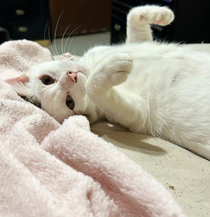 Izzy