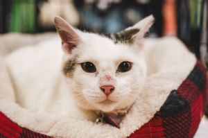 Izzy, Adult Female unknown