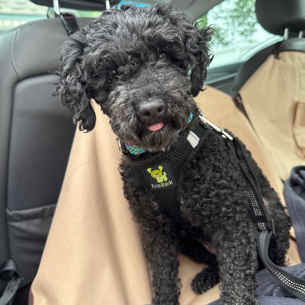 Zuri, an adoptable Havanese, Poodle in Sinking Spring, PA, 19608 | Photo Image 1