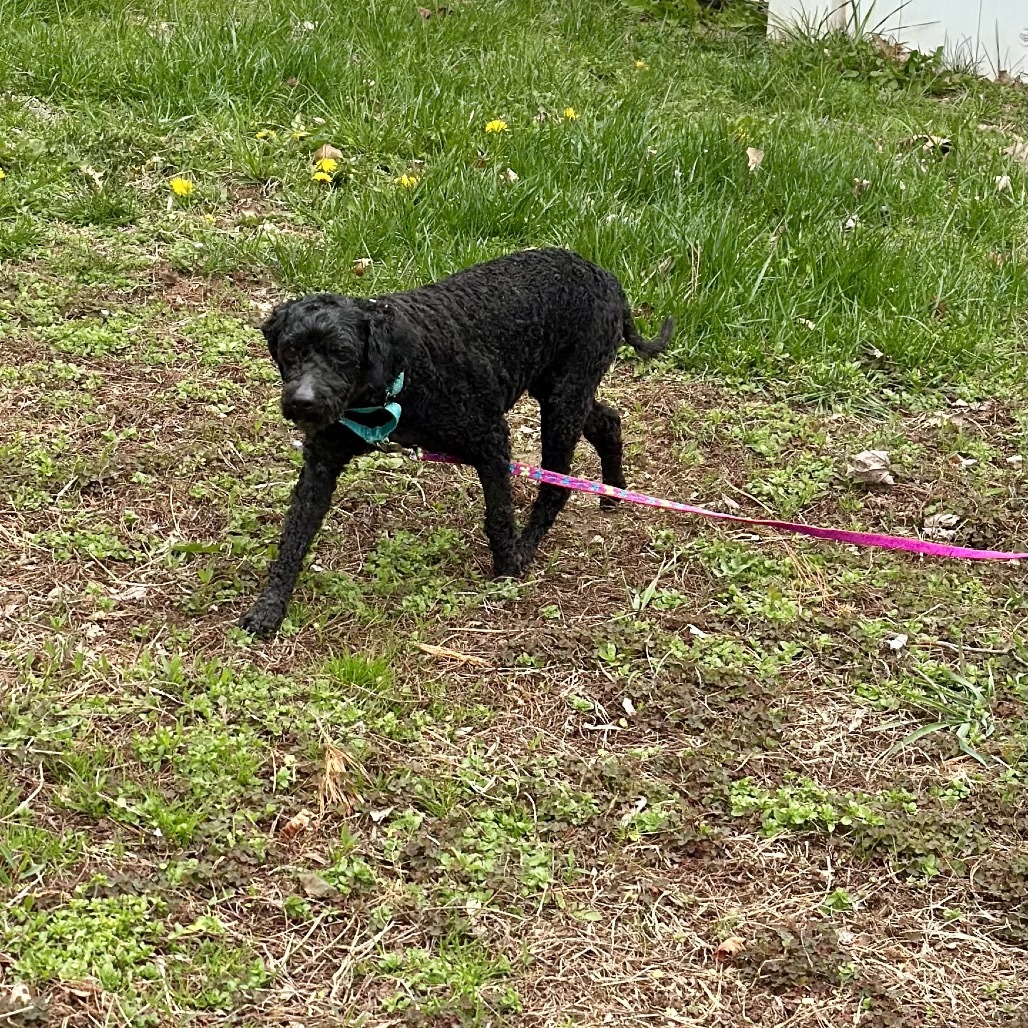 Zuri, an adoptable Havanese, Poodle in Sinking Spring, PA, 19608 | Photo Image 1