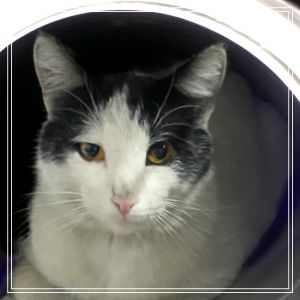 Meet Charlie - A Sweet Survivor with a Big Heart Charlie is an adorable nearly 