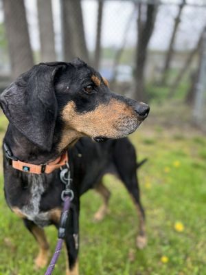Birthdate 7162018 Breed One of a kind Weight 57 lbs Meet Jake the sweetest companion like no o