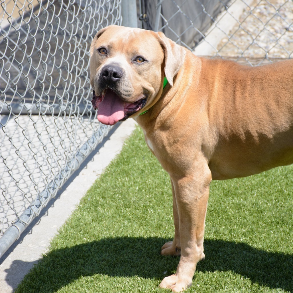 Marv, an adoptable Mixed Breed in Idaho Falls, ID, 83402 | Photo Image 1