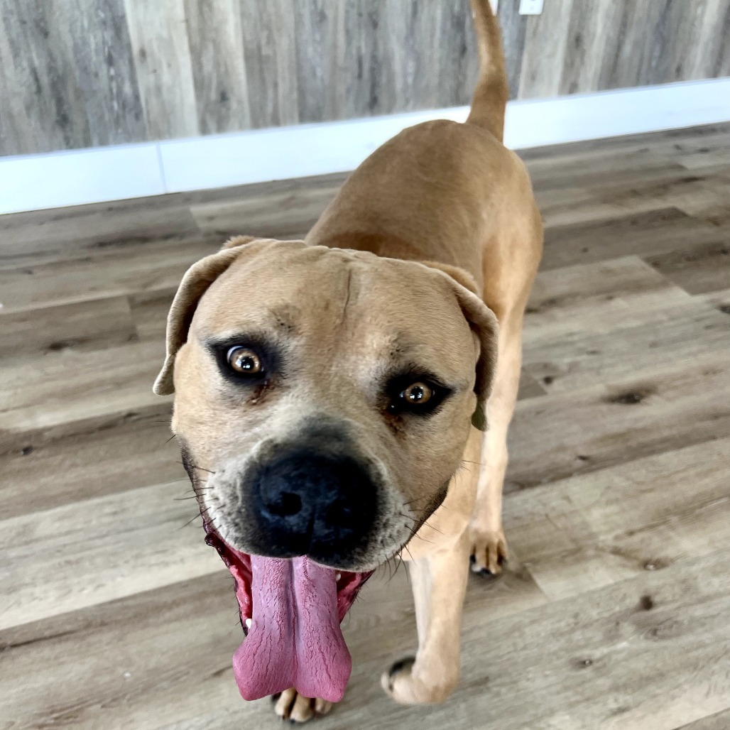 Marv, an adoptable Mixed Breed in Idaho Falls, ID, 83402 | Photo Image 2