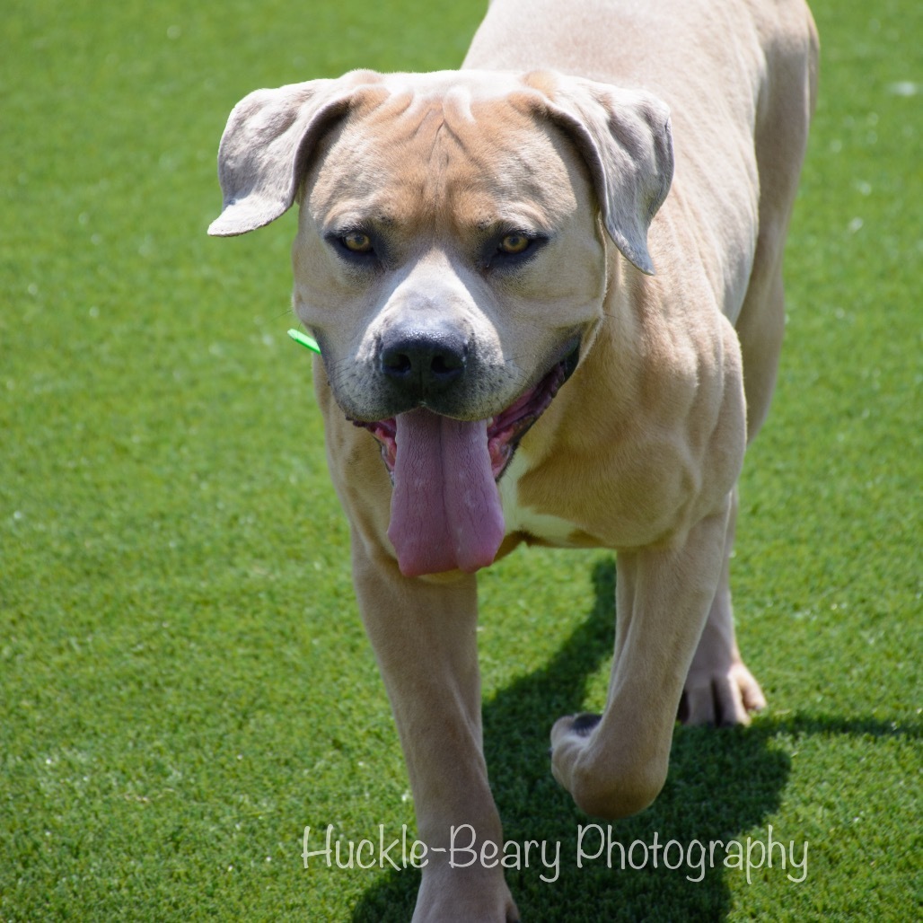 Marv, an adoptable Mixed Breed in Idaho Falls, ID, 83402 | Photo Image 4