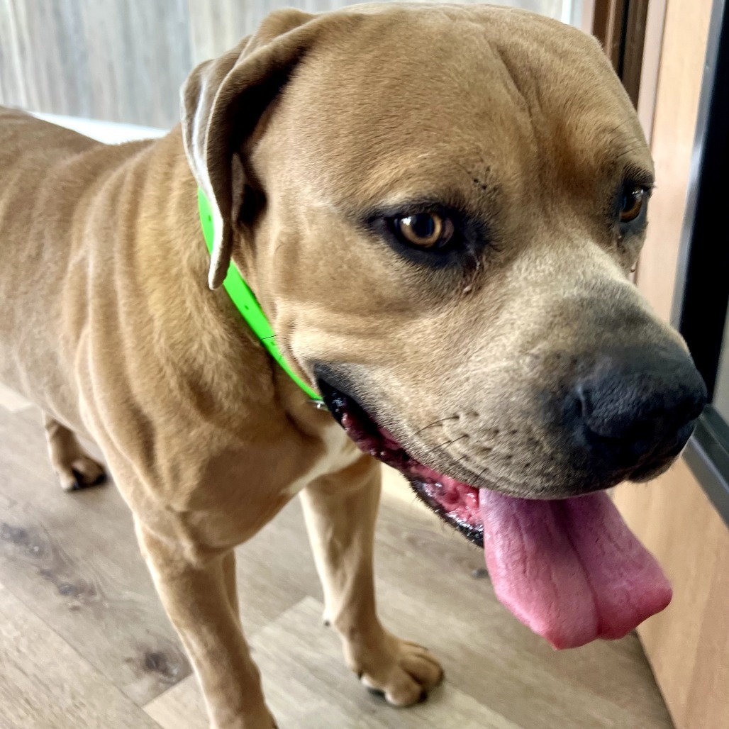 Marv, an adoptable Mixed Breed in Idaho Falls, ID, 83402 | Photo Image 6
