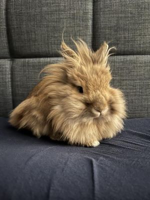 Edward, Adult Male Lionhead