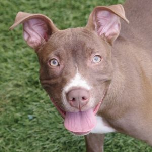 WILL NOT BE AVAILABLE UNTIL 5425 Hi my name is Ophelia I came to PAWS4you with my siblings I am