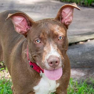 WILL NOT BE AVAILABLE UNTIL 5425 Hi my name is Ophelia I came to PAWS4you with my siblings I am