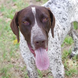 Hi my name is Woodstock I was found a stray I am a sweet friendly pup I love leaning on
