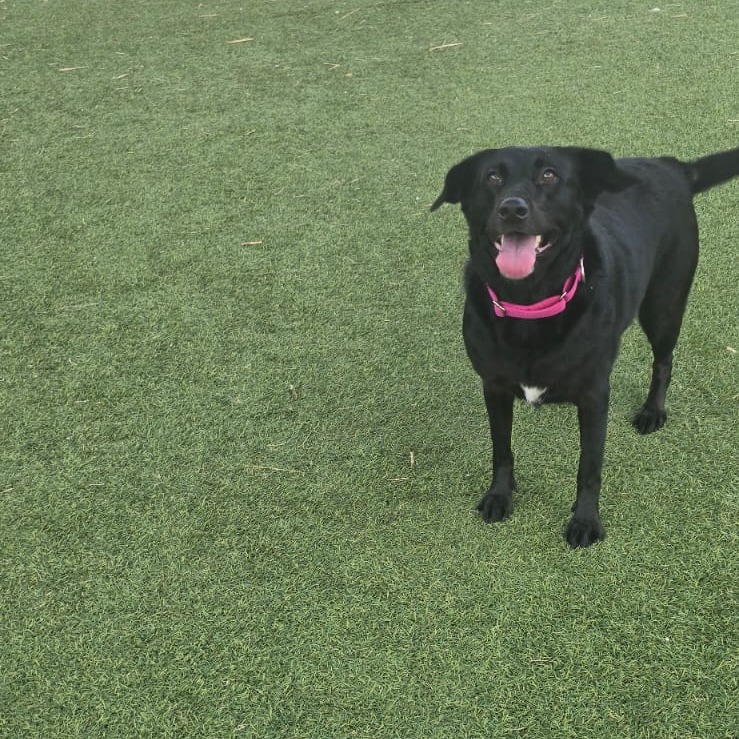 Bella